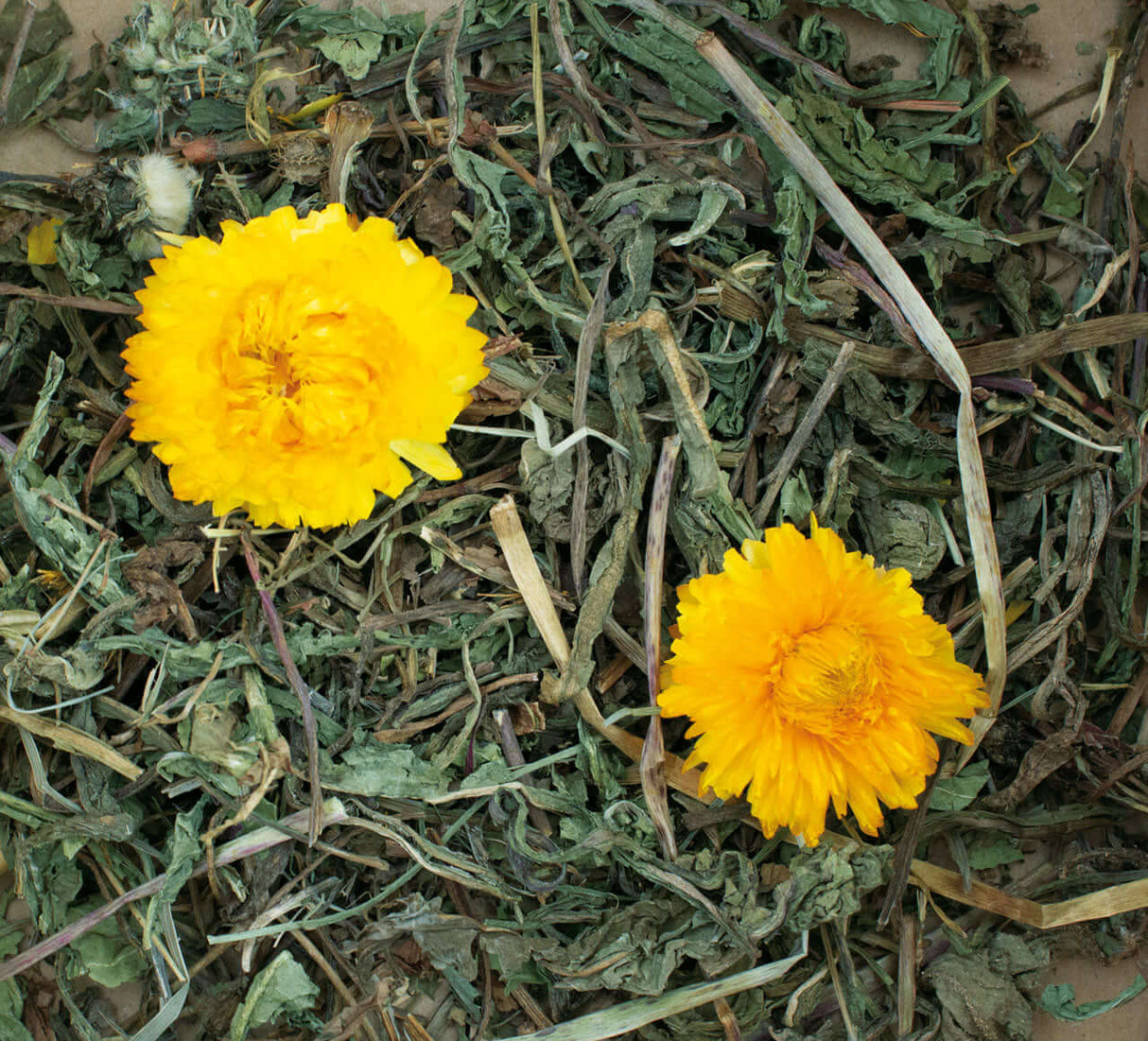 JR Farm Grainless Plus Nachtkerze & Löwenzahn - - JR Farm
