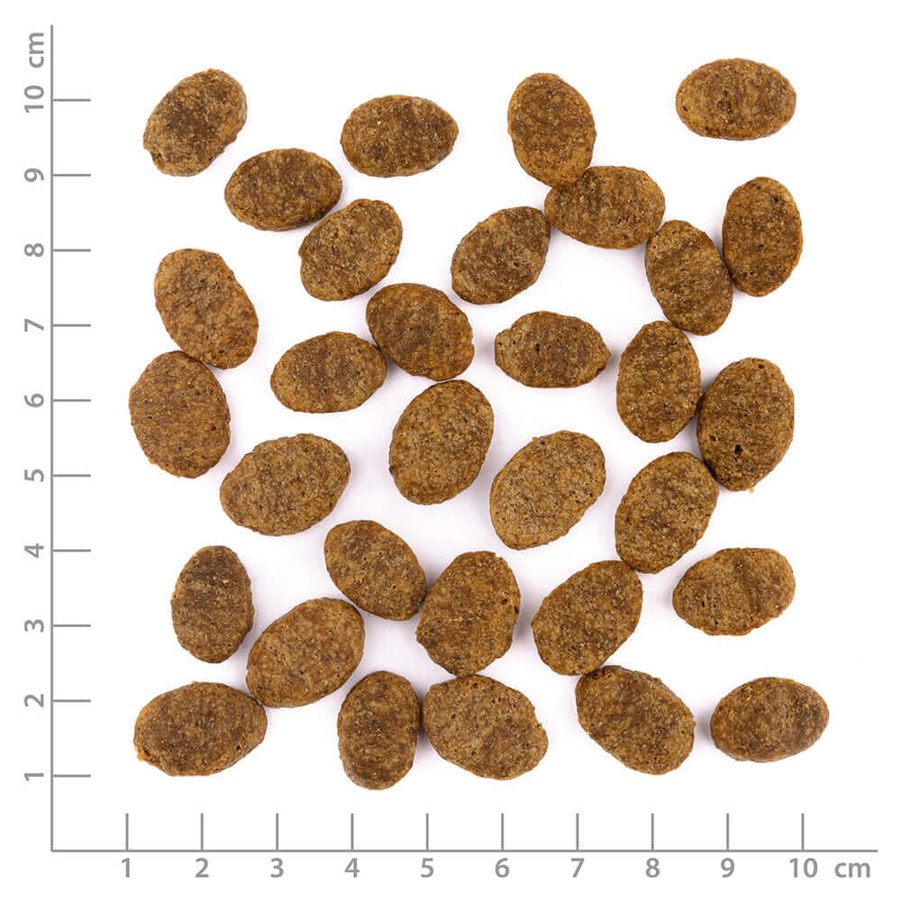 Wildes Land Hund Tierwohl-Huhn & Insekten Nahaufnahme