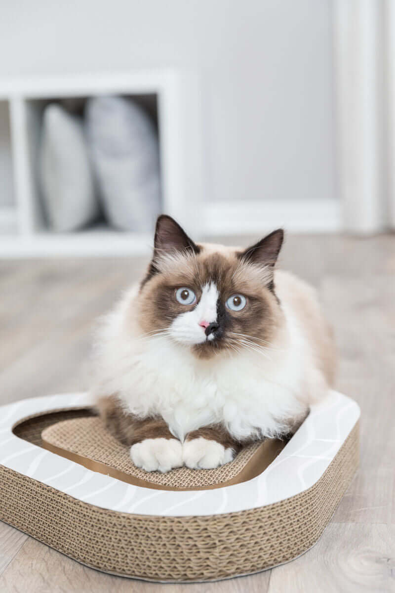 Trixie Kratzpappe mit 2 Spielbällen