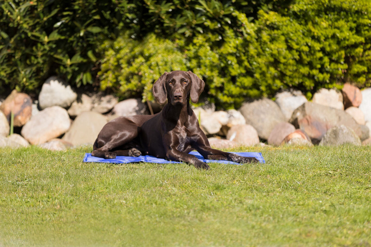 Kühlmatte Blau - - Trixie