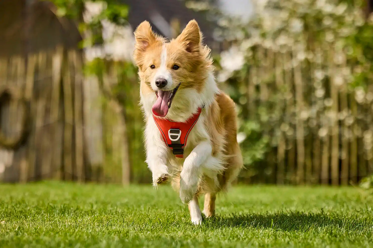 Wolters Active Pro Comfort Hunde Geschirr Orange