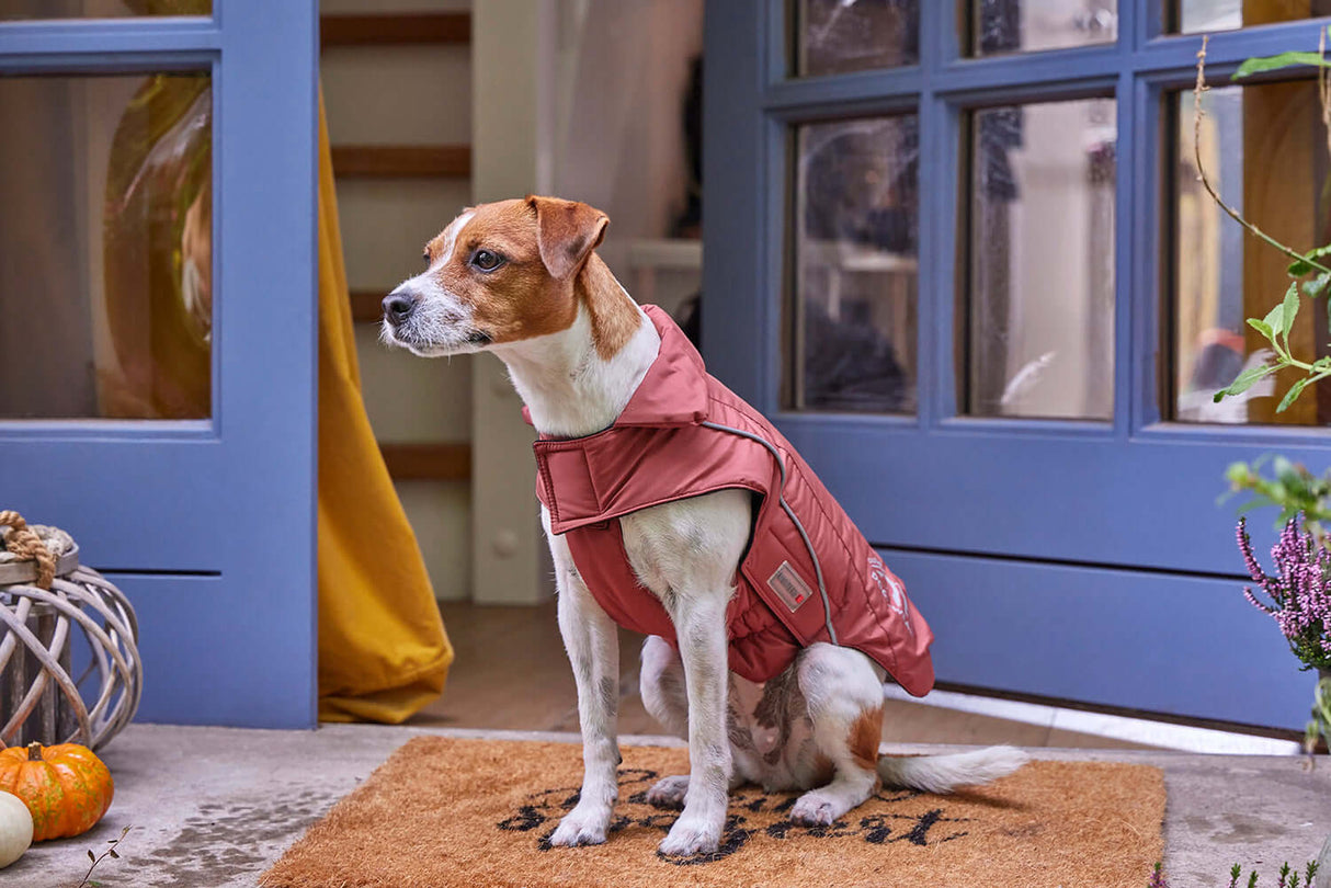 Wolters Skijacke Dogz-Wear Rostrot - - Wolters