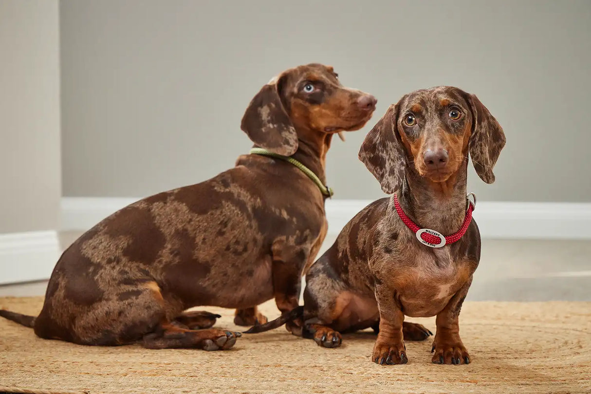 Wolters K2 Halsband Olive - - Wolters