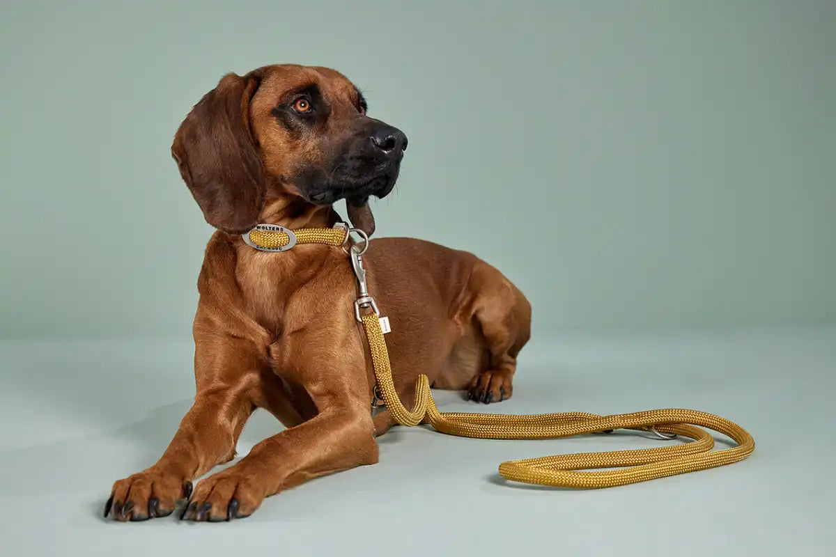 Wolters K2 Führleine Curry Gelb - - wolters