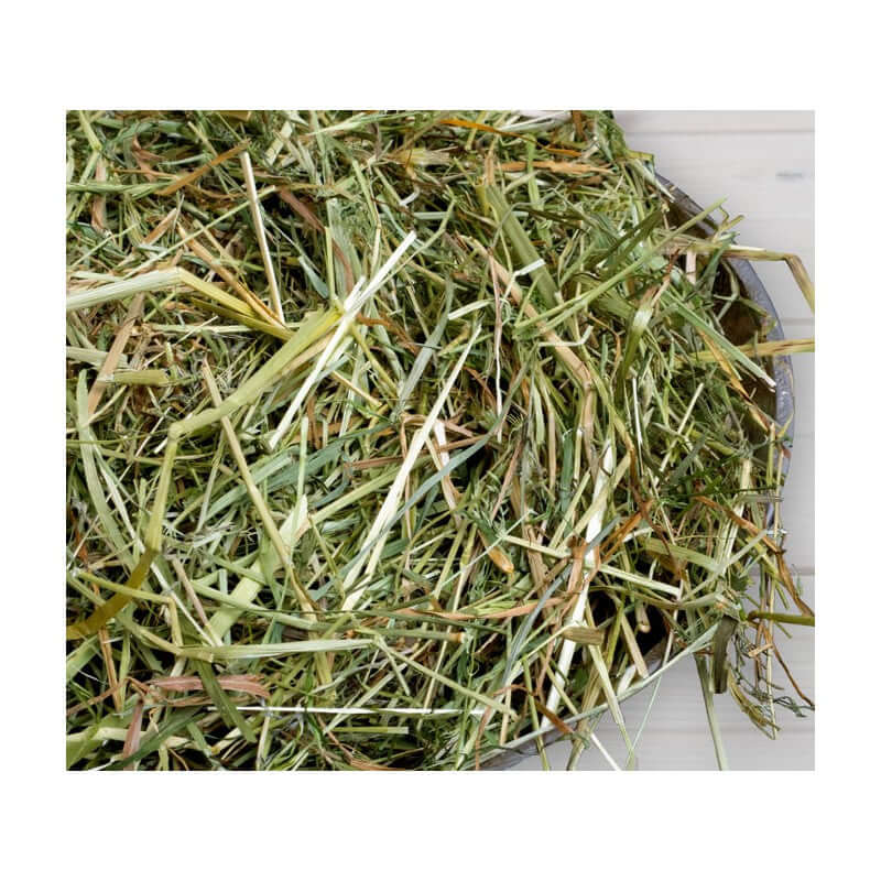 Bunny FrischGras Heu - - Bunny