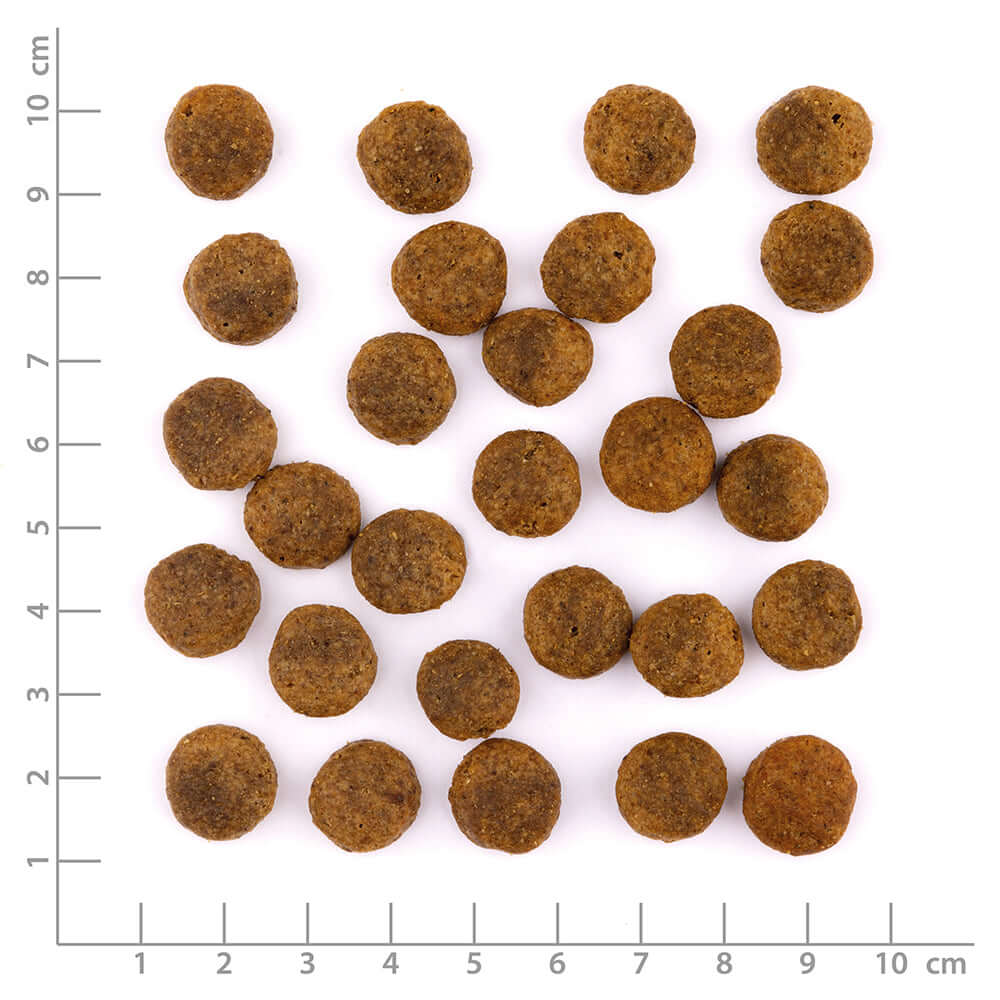 Wildes Land Hund Tierwohl-Truthahn & Ente Nahaufnahme